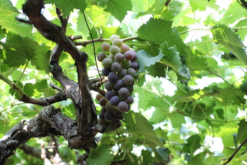 ����Ϊʲô�ֲ�����