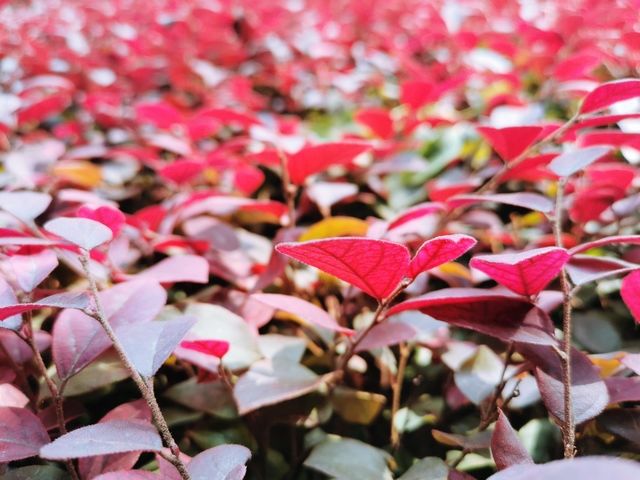 θ���ÿ��Գ�֥����θ�������֥����Ӱ����